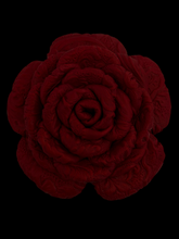 Load image into Gallery viewer, “CARDINAL BLOOM” camellia