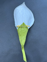 Load image into Gallery viewer, Calla Whisper Leather Brooch