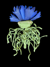Load image into Gallery viewer, “VELVET STORM” cornflower