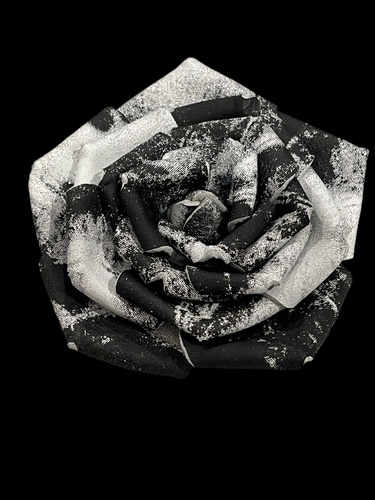 “DIVINE CONTRAST” ROSE