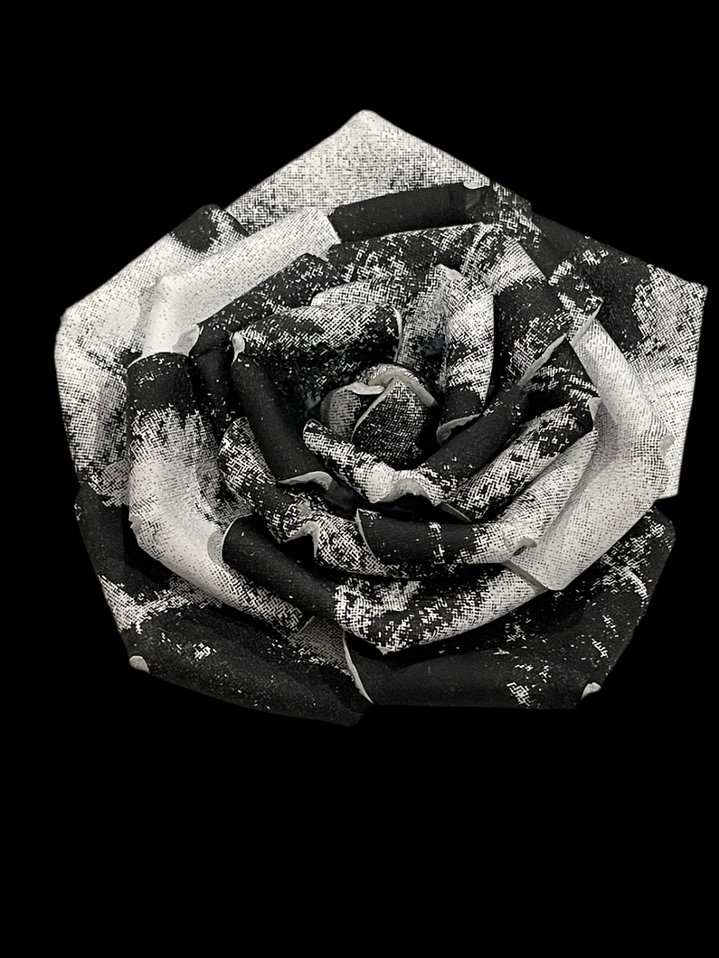 “DIVINE CONTRAST” ROSE