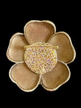 Load image into Gallery viewer, “GOLDEN STARDUST” camellia