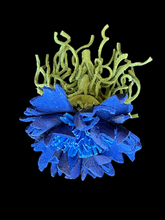 Load image into Gallery viewer, “VELVET STORM” cornflower