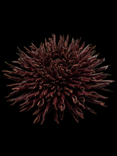 Load image into Gallery viewer, “OXBLOOD BLOOM” aster brooch