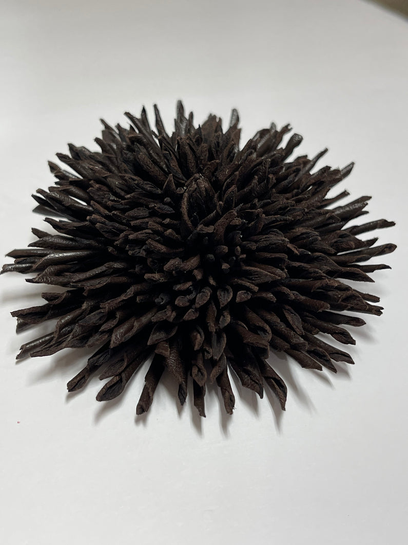 “CHOCOLATE NOIR” ASTER