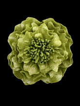 Load image into Gallery viewer, “CHARTREUSE PEONY COUTURE” brooch