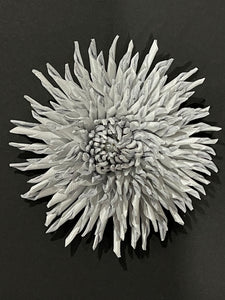 “PEARL THORN” ASTER