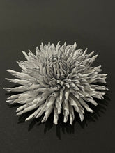 Load image into Gallery viewer, “PEARL THORN” ASTER