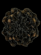 Load image into Gallery viewer, Obsidian Gold Peony – Handmade Leather Flower Brooch